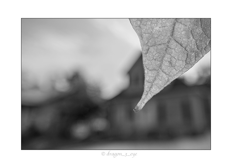 Leaf One 