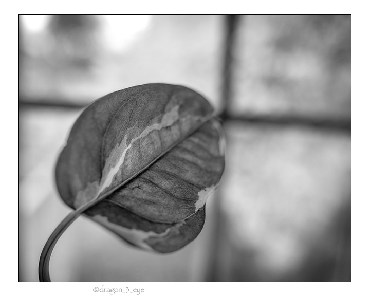 Leaf One 