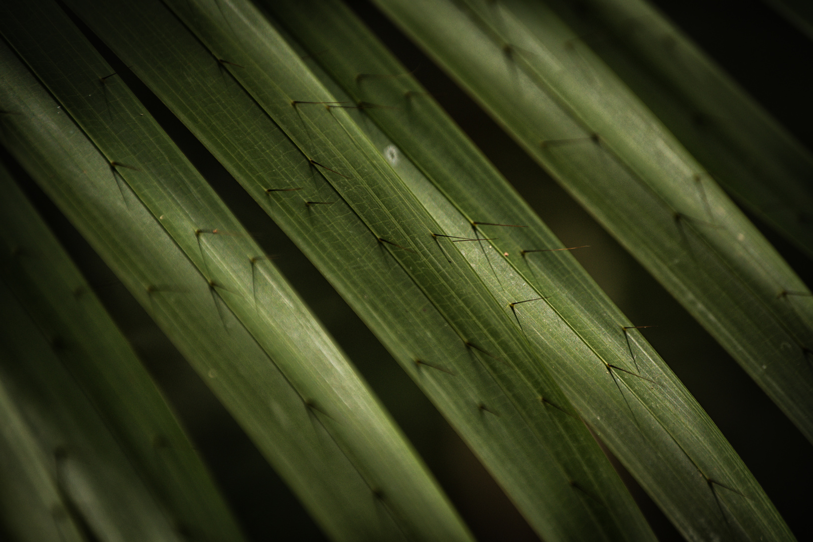 Leaf Pattern