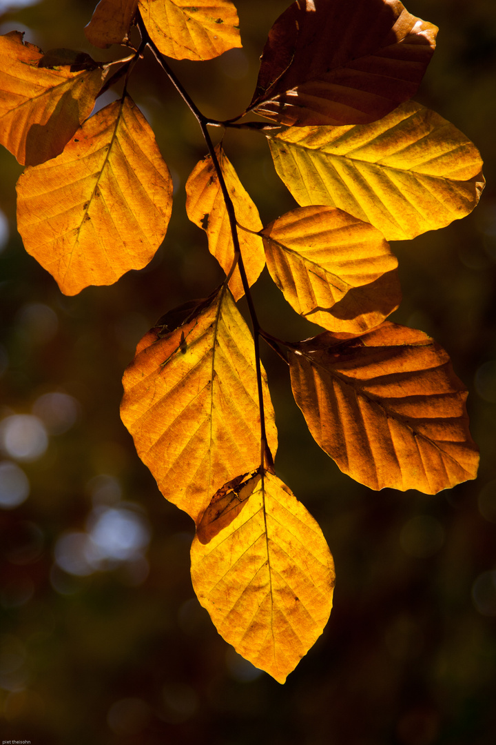 Leaf Peeping im Bürgerbusch