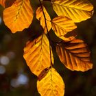 Leaf Peeping im Bürgerbusch