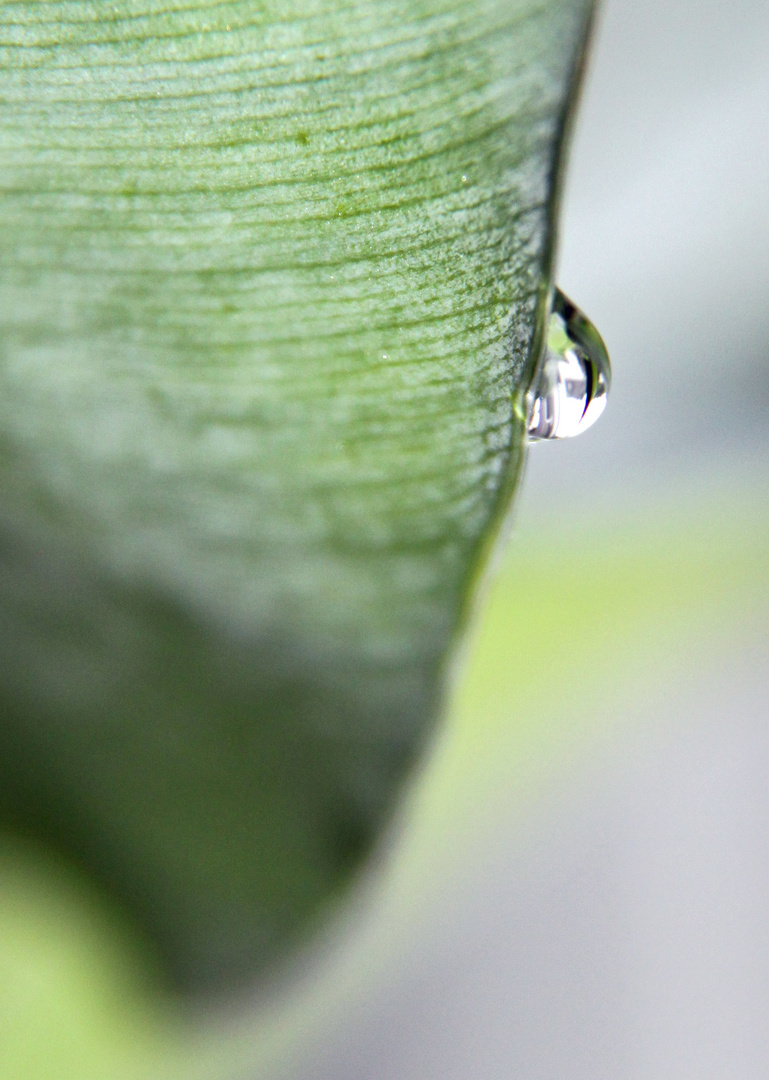 Leaf & Raindrop