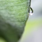 Leaf & Raindrop