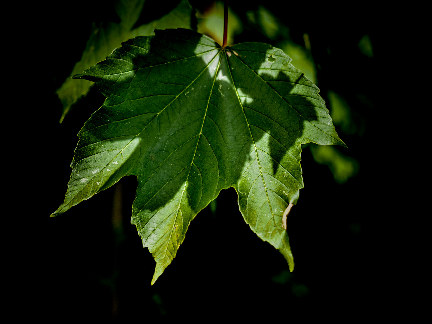 leaf shadow