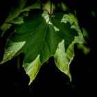 leaf shadow