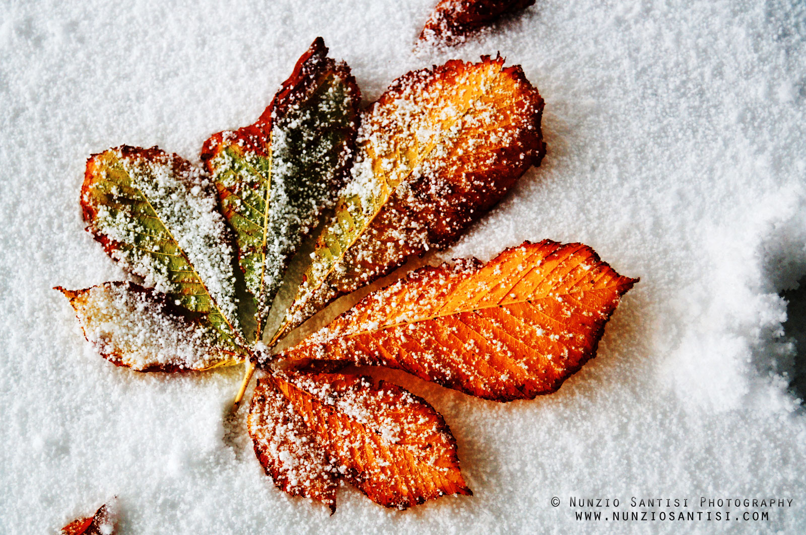 Leaf snow