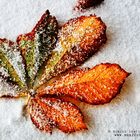 Leaf snow