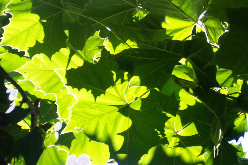 leaf structure