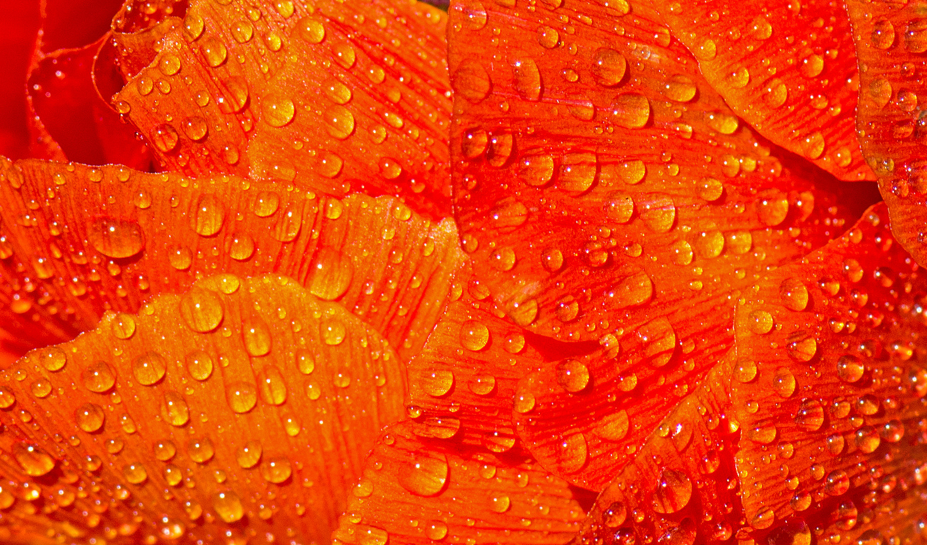 leaf structure with water pearls