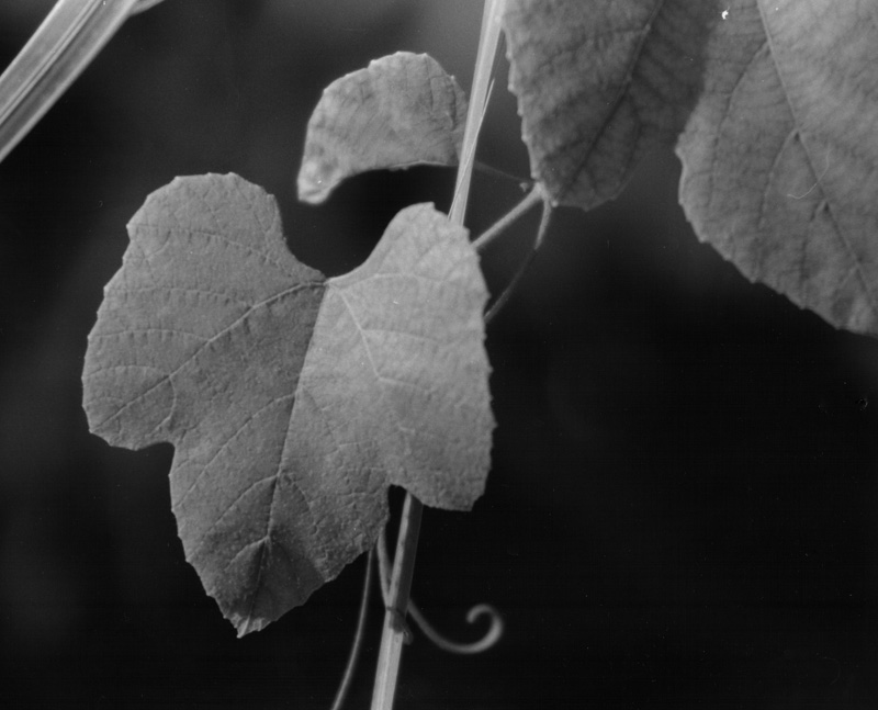 Leaf with Curl