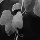 Leaf with Curl