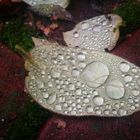 leaf with drops of water