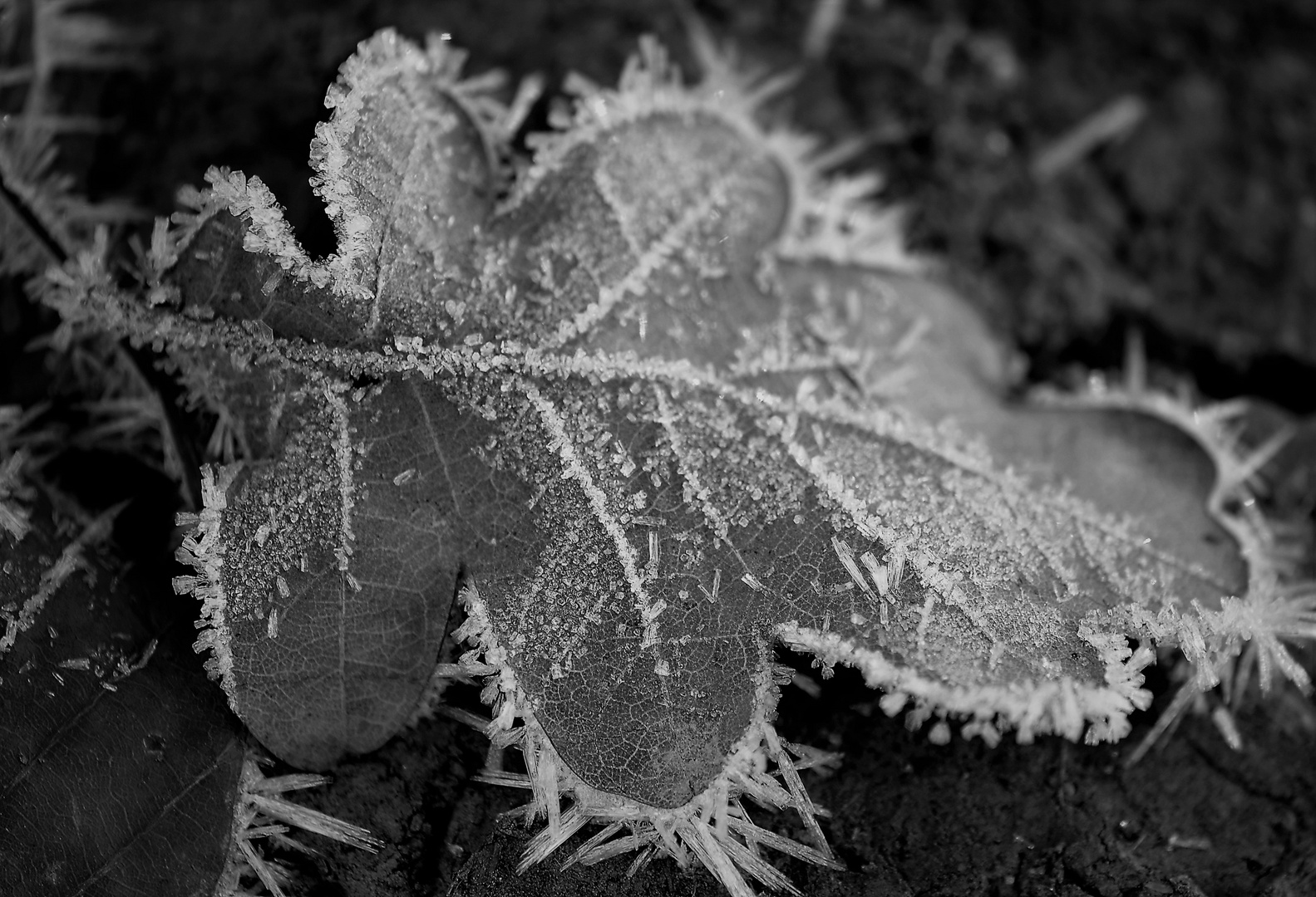 leaf with ice....