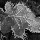 leaf with ice....