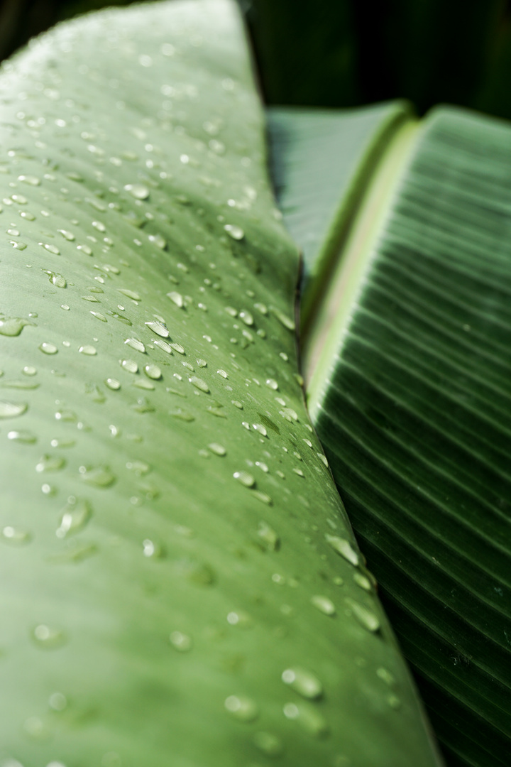 Leaf with raindrops