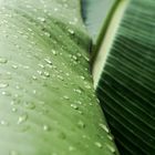 Leaf with raindrops