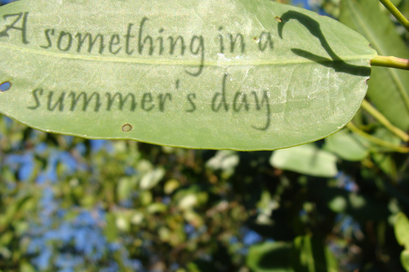 Leaf with Shadow Words