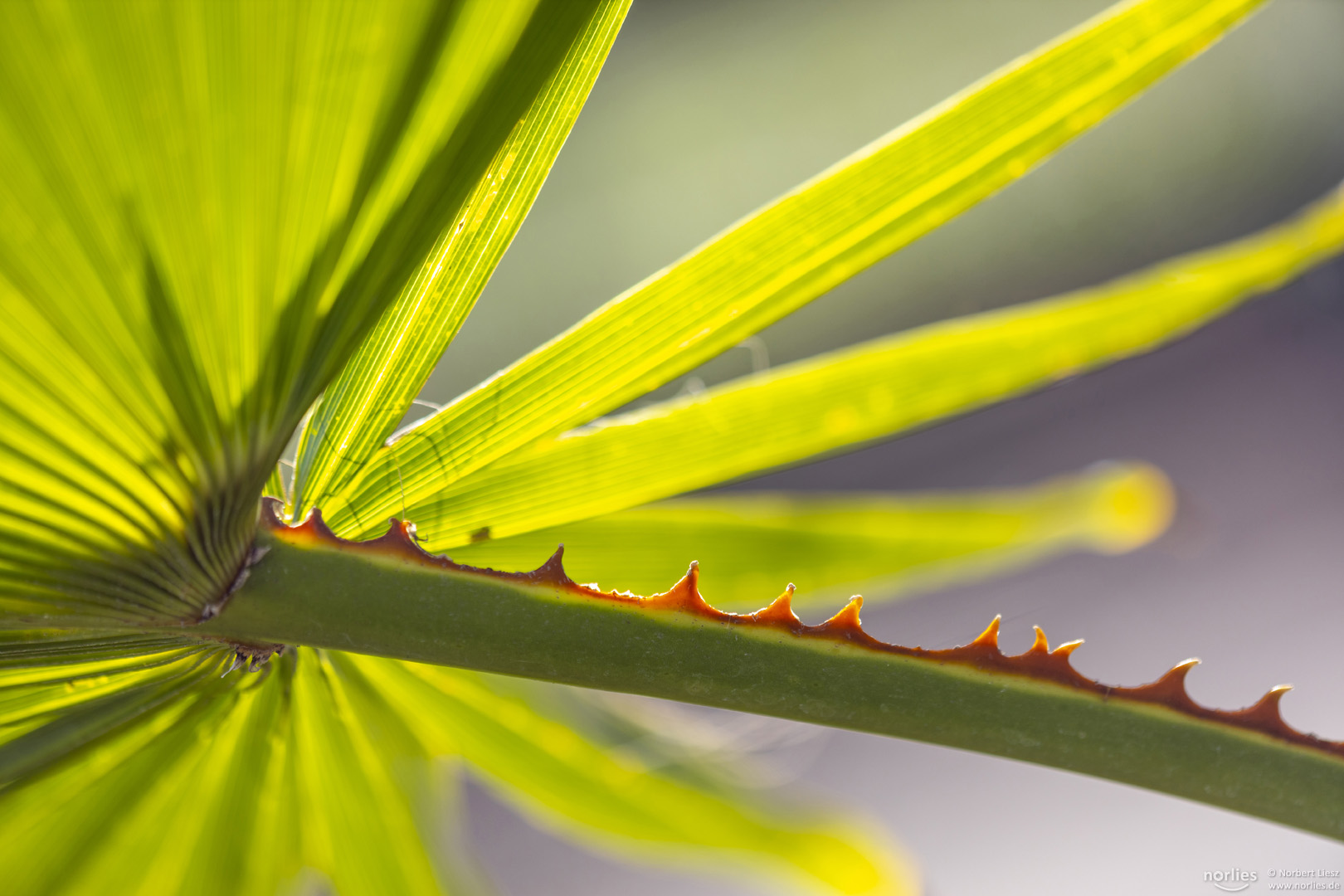 leaf with thorns