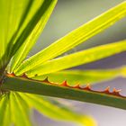 leaf with thorns