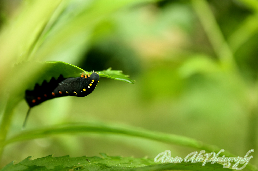 Leaf worm