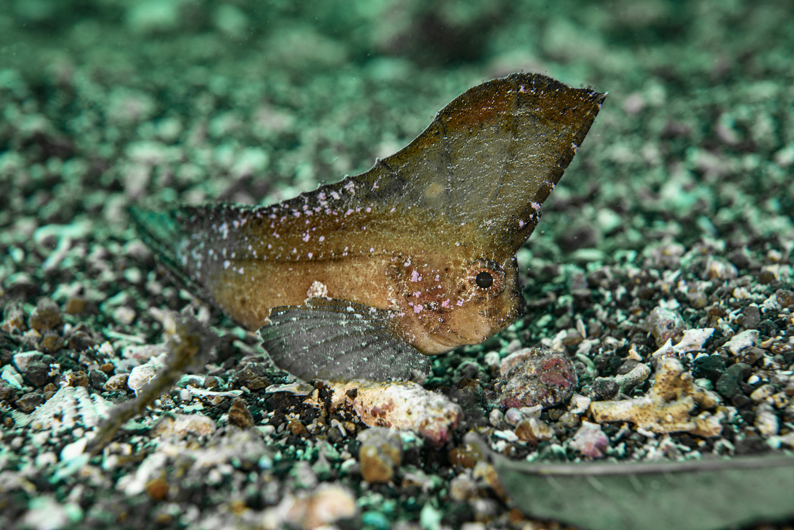 leaffish