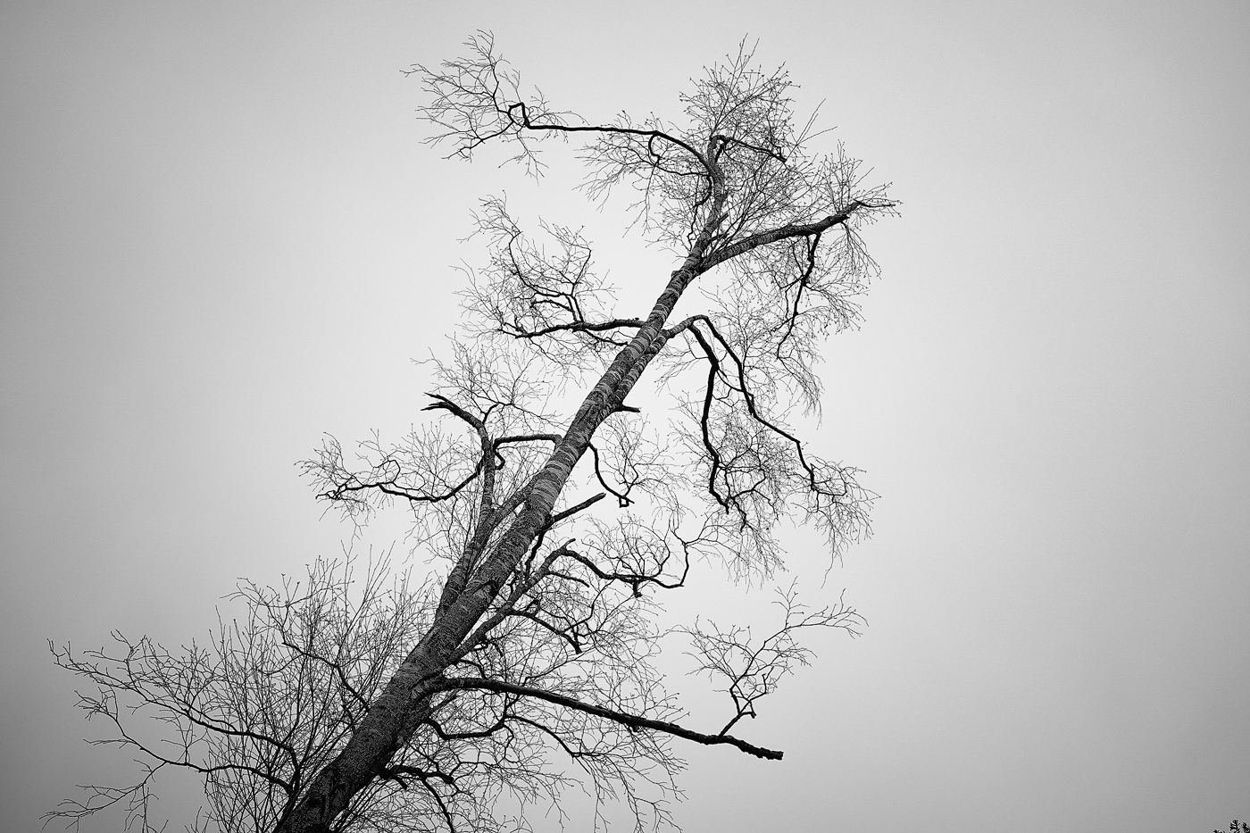 leafless tree