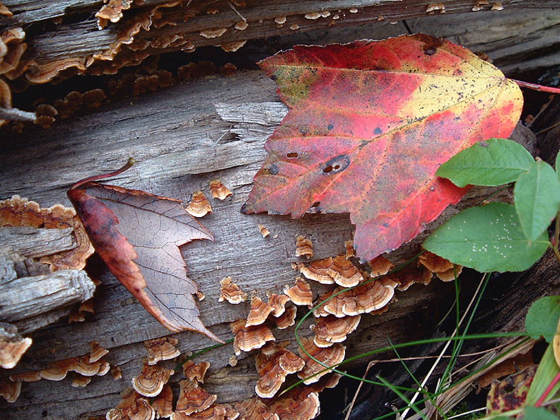 leaflog