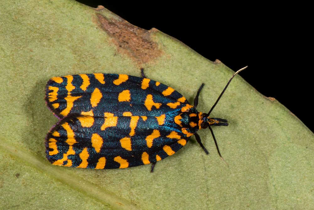 Leafroller Moth (Pseudatteria buckleyi)