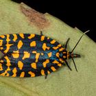 Leafroller Moth (Pseudatteria buckleyi)