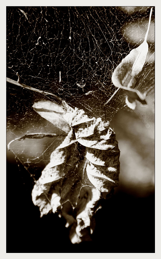 . . . leafs in cobwebs . . .