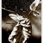 . . . leafs in cobwebs . . .