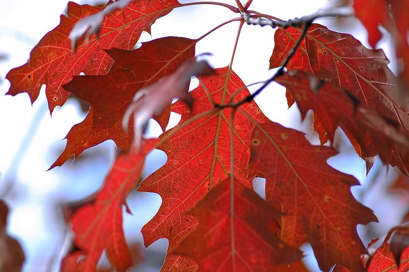 leafs of autumn