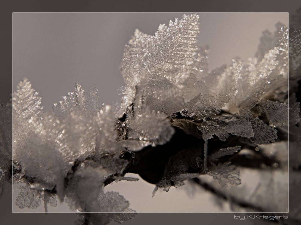 Leafs of Ice