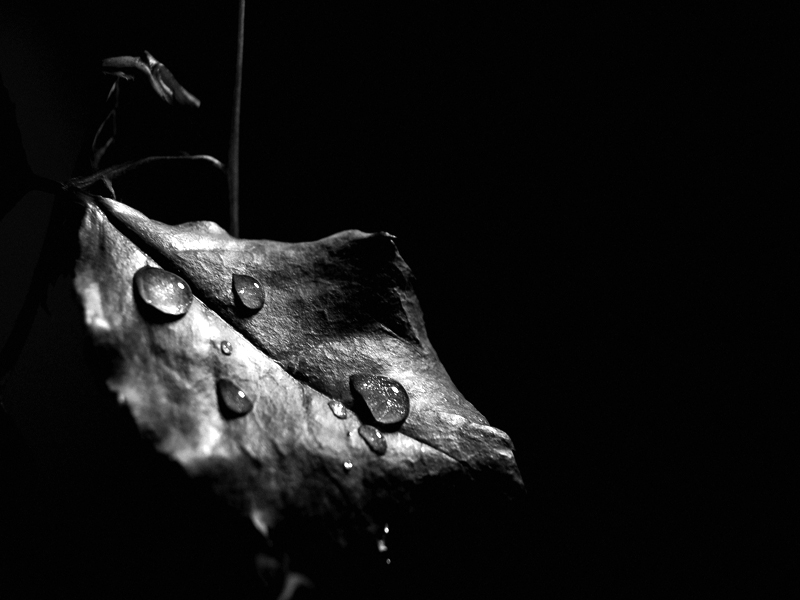 leaf's silent tear... lacrime silenziose