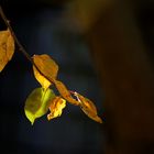 leafs_3