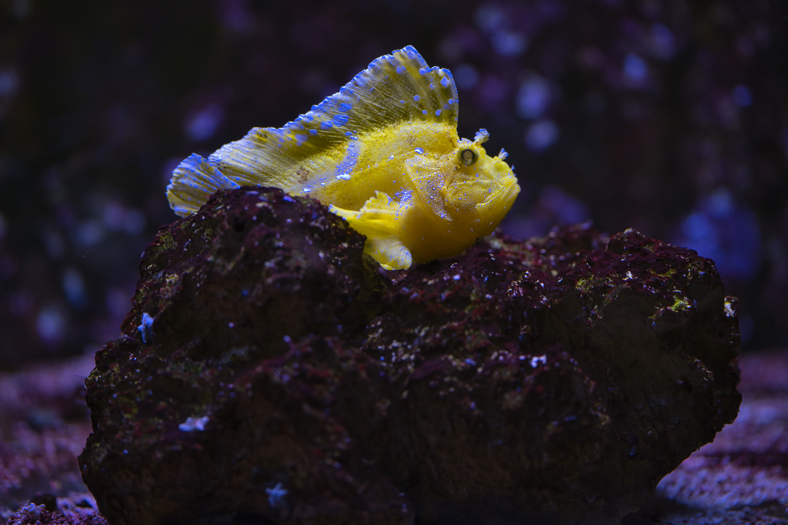 Leaf_Scorpionfish