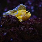 Leaf_Scorpionfish