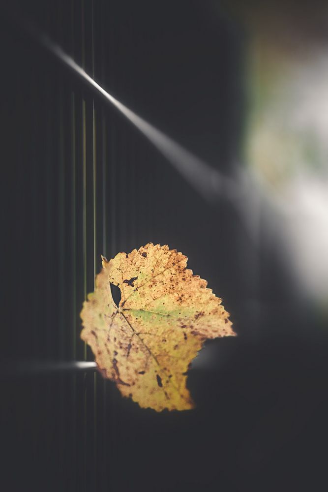 ... leaf(ve) ...