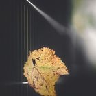 ... leaf(ve) ...