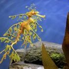 Leafy Sea Dragon