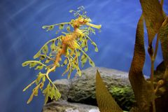 Leafy Sea Dragon