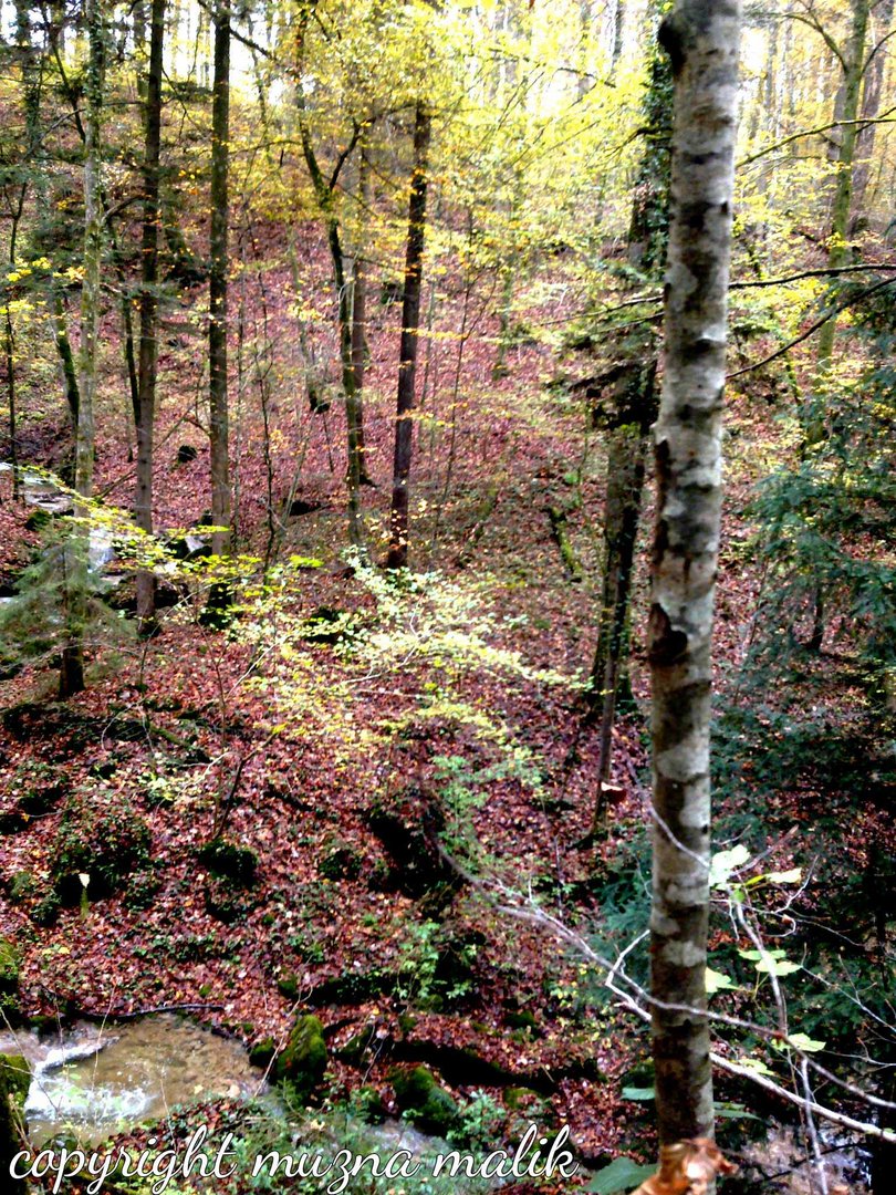 leafy slope