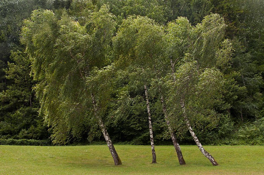 Leaning Birch