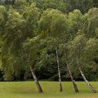 Leaning Birch