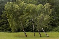 Leaning Birch