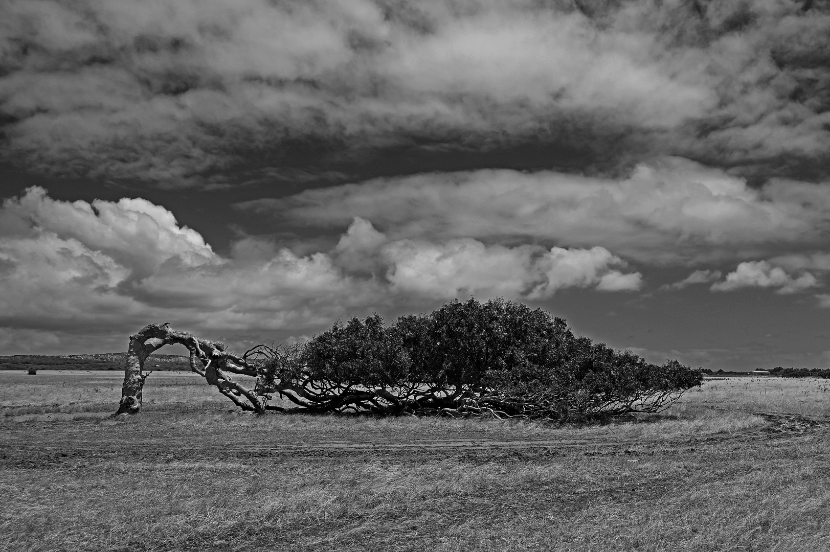 Leaning Tree