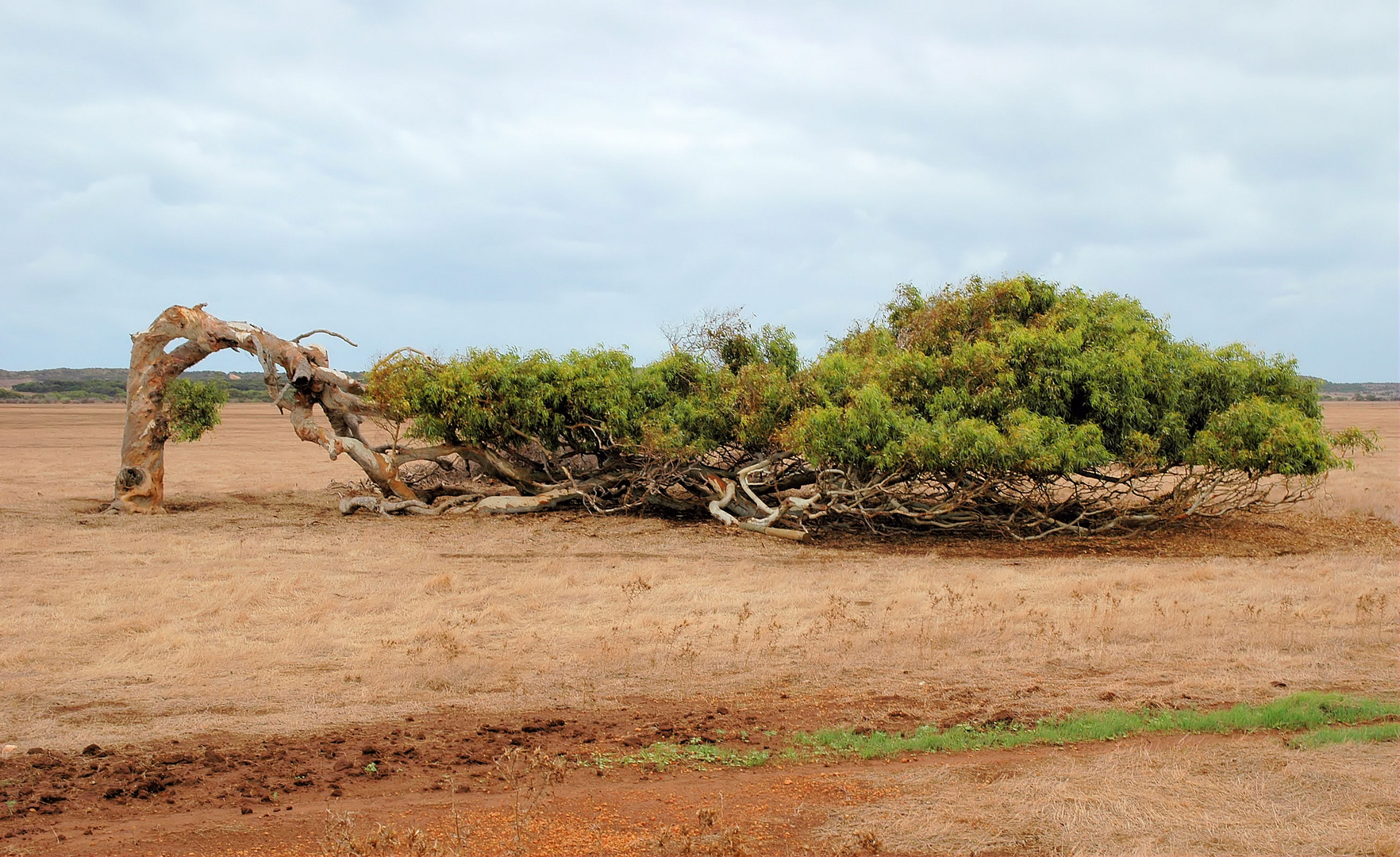 Leaning Tree, River Gum