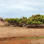 Leaning Tree, River Gum