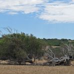 Leaning Trees