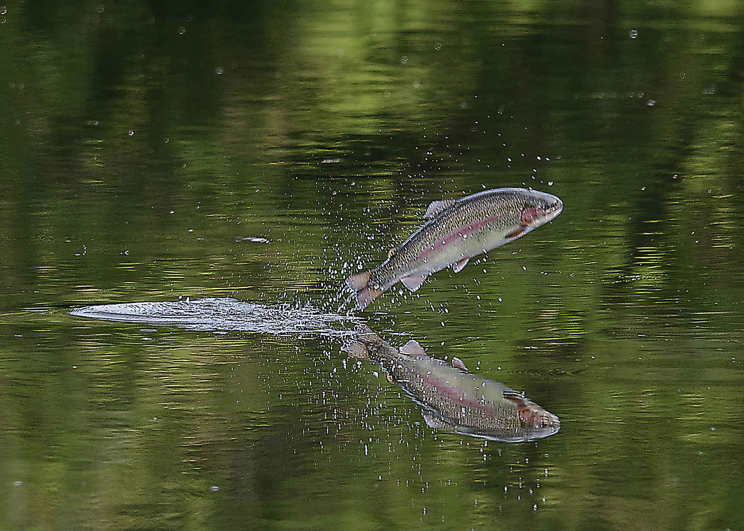 Leaping Rainbow